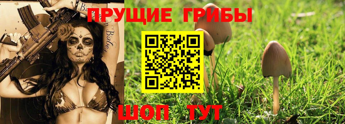 Псилоцибиновые грибы Psilocybe Югорск